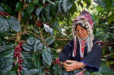 Akha woman picking ripe coffee cherries in North Thailand Akha woman picking ripe coffee cherries in North Thailand