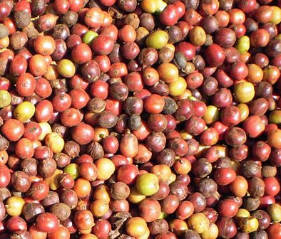 Robusta Coffee Cherries