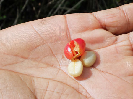 Two coffee beans and the pulp from the cherry.