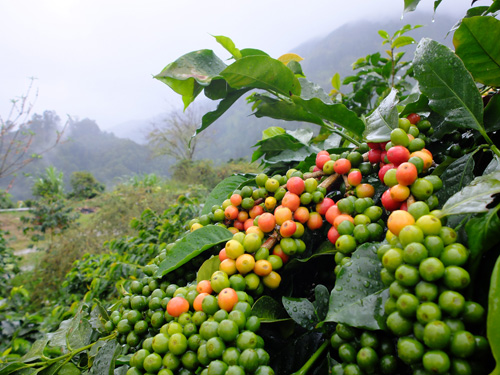 Coffee cherries on the tree.