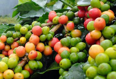 Coffee cherries on the tree in Jamaica