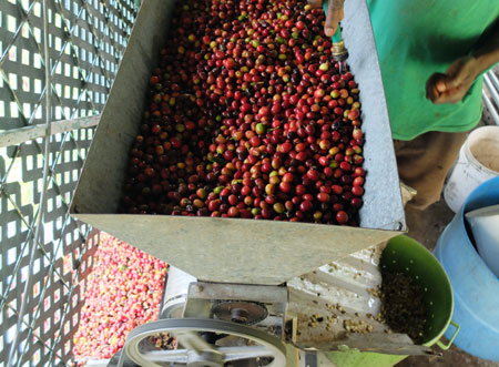 A coffee pulper, which separates the coffee beans from the flesh of the coffee cherry.