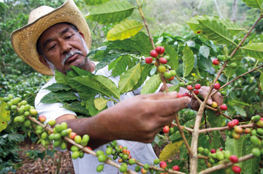 Coffee farmer picking coffee cherries