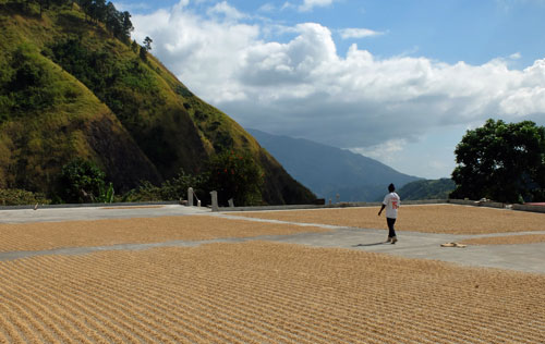 Freshly harvest coffee beans laid out to dry in the sun for 5-8 days.