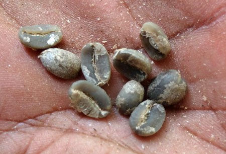 Green coffee beans, with some of the silverskin parchment still attached.