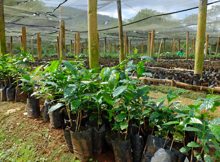 These coffee trees are about 10 weeks old and ready for planting on the farm.