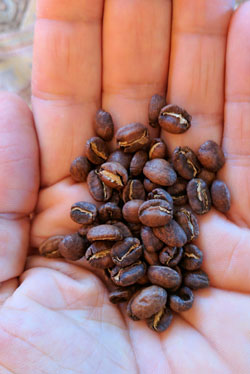 Ethiopia Banko Gutiti medium-light roasted coffee beans