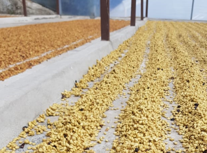 Coffee beans drying in the sun