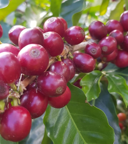 Cafe del Monte coffee beans on the tree