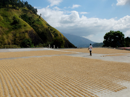 Coffee beans drying in sun