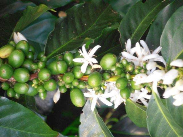 Coffee blossom and immature cherries.