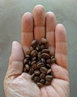 Medium roast coffee beans from Guatemala