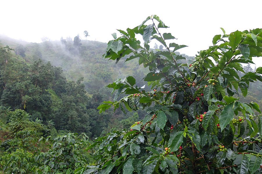 Coffee growing on high slopes of the Jamaica Blue Mountain range.