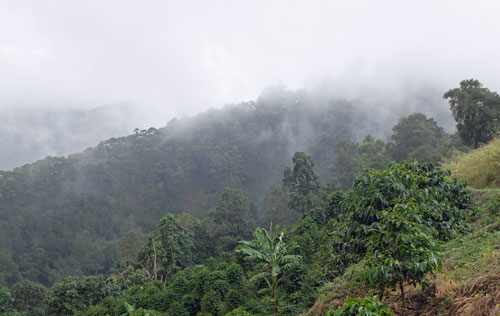 Shade grown coffee plantation