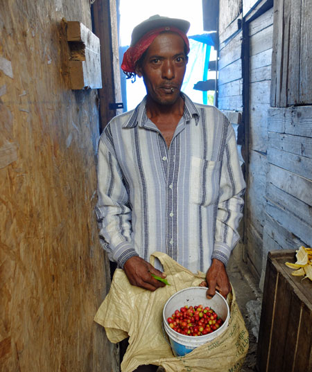 A coffee picker in the Blue Mountains of Jamaica
