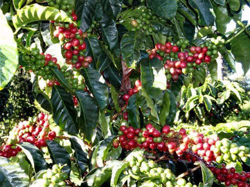 Coffee cherries on the tree.
