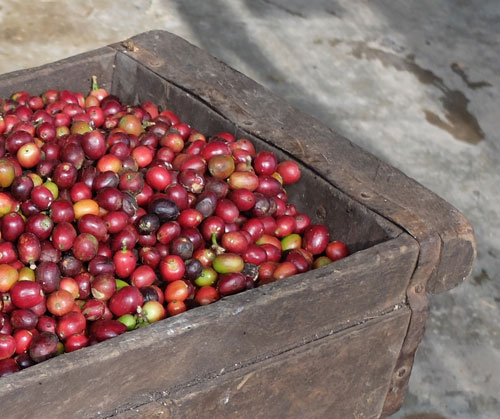 Coffee cherries