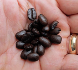 Dark roast coffee beans