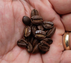 Medium roast coffee beans