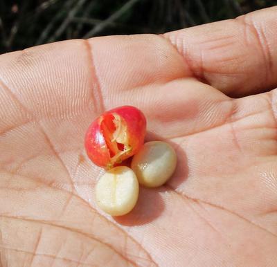 Two beans, just out of the coffee cherry..