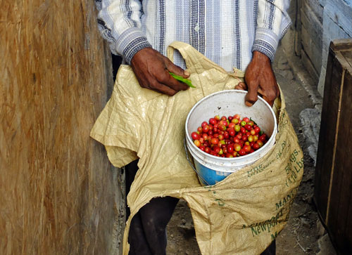 Fresh picked coffee beans