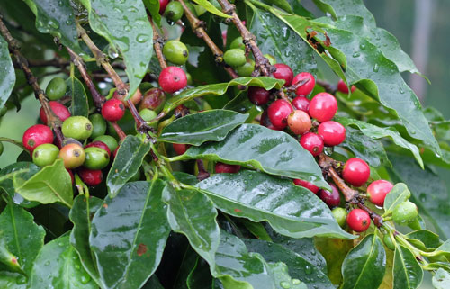 Coffee cherries on the tree in the Blue Mountains of Jamaica.