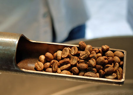 Checking coffee beans from roaster.