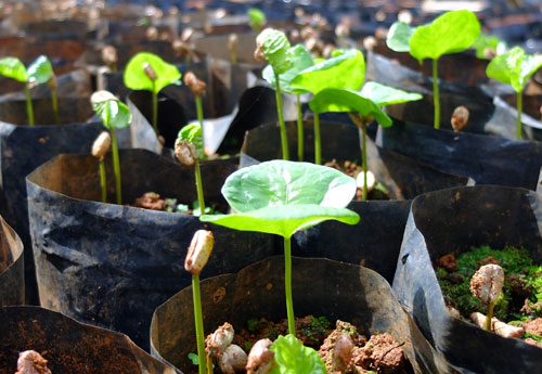 Coffee seedlings at about 3 weeks old.