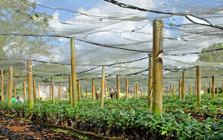 Coffee seedlings and young trees, before being planted on coffee farms.