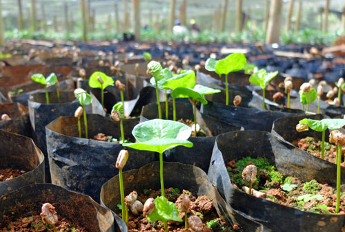 Coffee tree seedlings