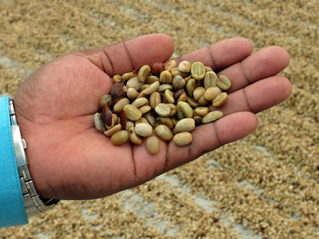 "Wet parchment" coffee beans, ready to be dried in the sun.