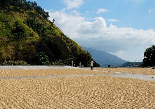 Drying coffee beans