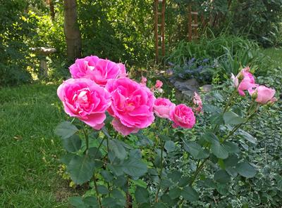 Scattering coffee grinds under your rose plants.