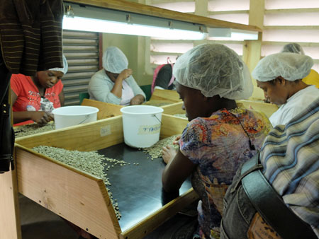 Sorting coffee beans at a Jamaican coffee processing plant