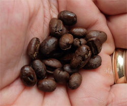 Peaberry Blue Mountain coffee beans