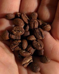 Guatemala La Esperanza coffee beans.