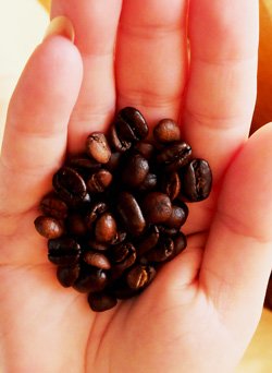 Mocha Java coffee beans.
