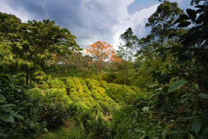 organic coffee plantation