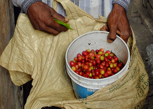 Fresh picked organic coffee cherries