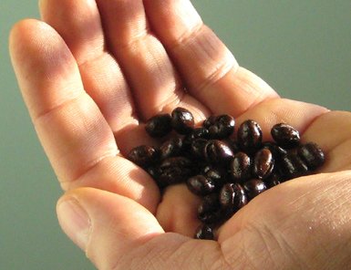 Peaberry coffee beans.