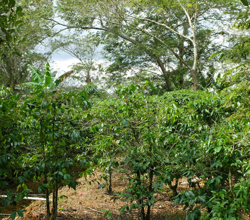 Shade grown coffee