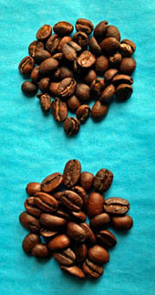 Shearwater Homacho Waeno organic coffee bean size.