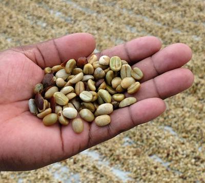 The coffee bean at the wet parchment stage.