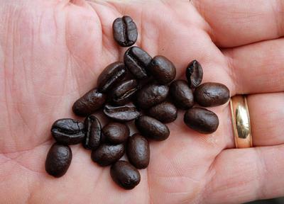 Roasted coffee beans, ready for grinding and brewing.